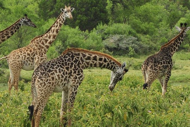 Day Tour in Arusha National Park - The Sum Up