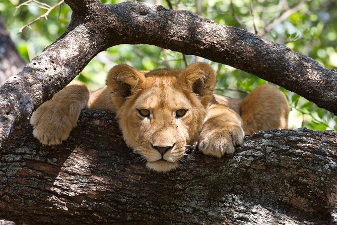 Day Tour in Lake Manyara National Park - Paradise Tour - Safari Experience