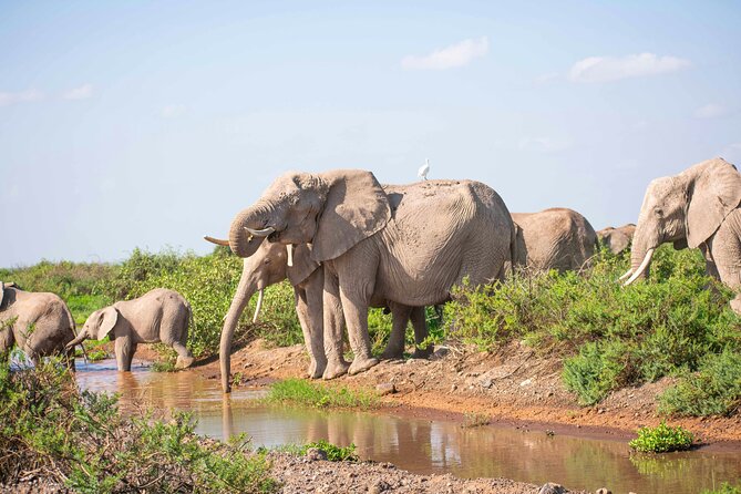 Day Tour to Amboseli National Park and Maasai Village - Booking Information