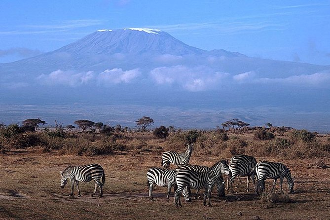 Day Tour to Amboseli National Park From Nairobi - What to Expect on the Tour