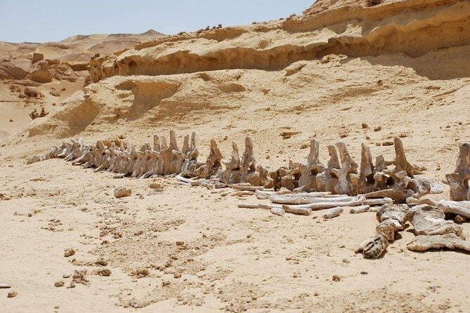 Day Tour To El Fayoum From Cairo - Valley of the Whales