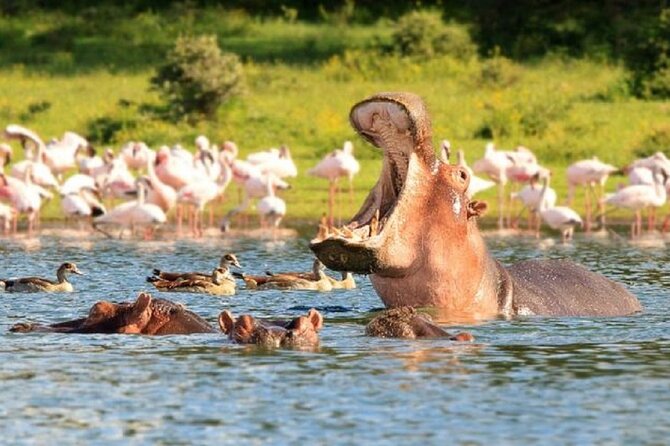 Day Tour to Lake Nakuru With Optional Boat Ride in Lake Naivasha - Pickup Information