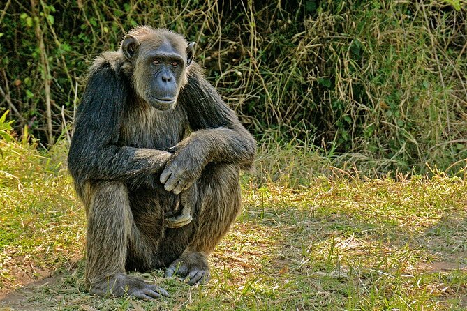 Day Tour to Ol Pejeta Conservancy - Transportation Details
