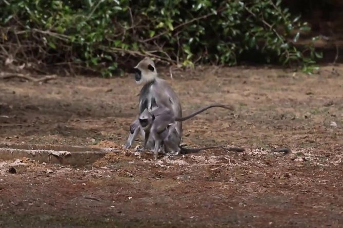 Day Tour to Wilpattu National Park From Bentota - Price and Booking Information