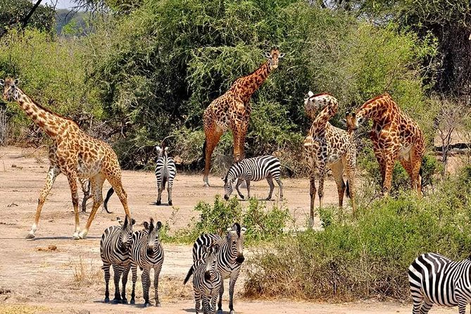 Day Trip Arusha National Park Tour Tanzania Safari - Pricing Details and Guarantee