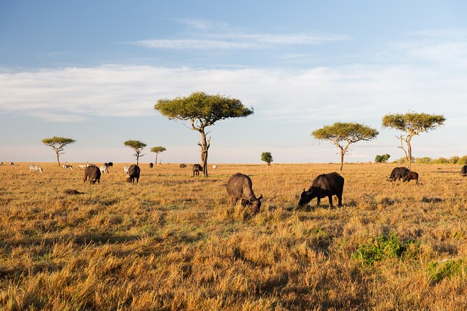 Day Trip in the Tarangire National Park: A Wildlife Encounter - Operating Dates and Restrictions
