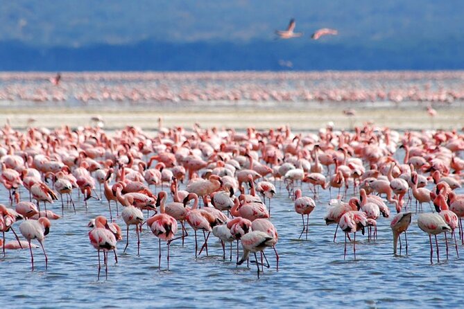Day Trip Lake Nakuru From Nairobi - Maximum Travelers Per Group