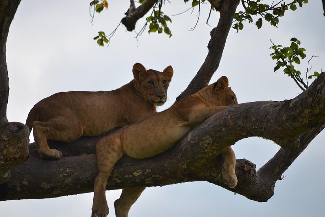Day Trip Morogoro - Mikumi National Park - Inclusions and Exclusions