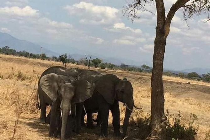 Day Trip Safari to Mikumi National Park From Morogoro - Inclusions of the Safari