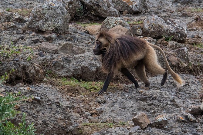 Day Trip to Debre Libanos Monastery and Jemma Valley - Inclusions and Exclusions