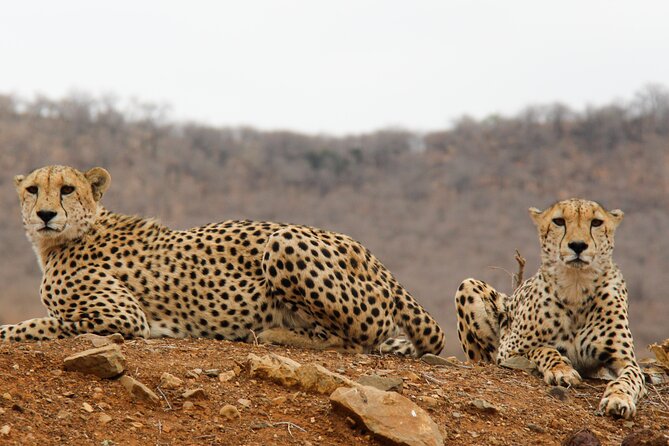 Day Trip To Lake Manyara National Park - Booking Details and Pricing