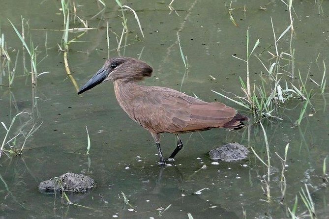 Day Trip to Lake Ziway - Inclusions and Exclusions