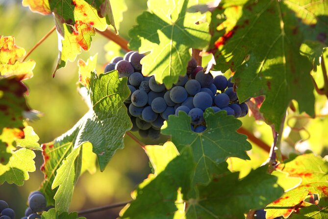 Diamantakis Private Winery Visit and Tasting of 6 Wine Labels - Transportation and Amenities Provided