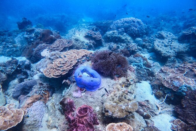 Discover Scuba Diving in Koh Rong - Booking Information