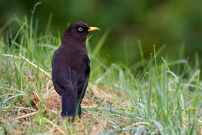 Discover the Largest Urban Park in the World - Frequently Asked Questions