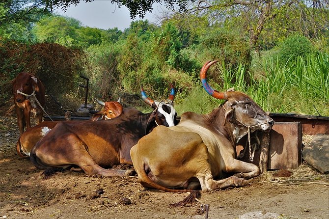 Discover the Life, Culture and History of Villagers - Community Bonding and Social Structure