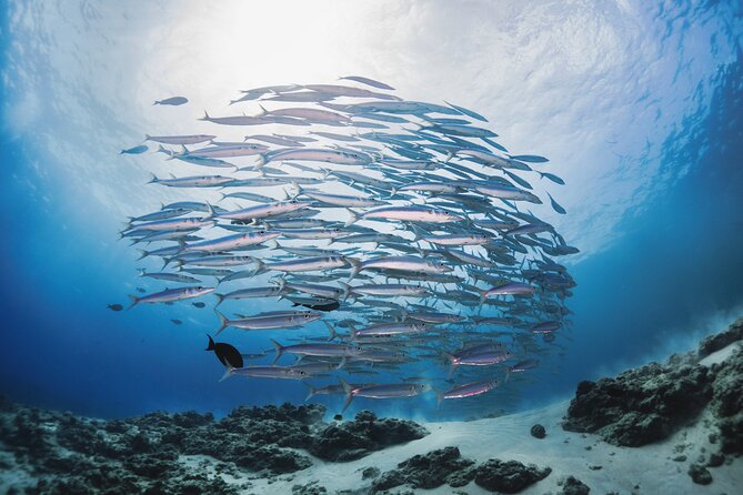Dive Experience Vacation in Fuvahmulah Maldives - Pricing and Booking Information