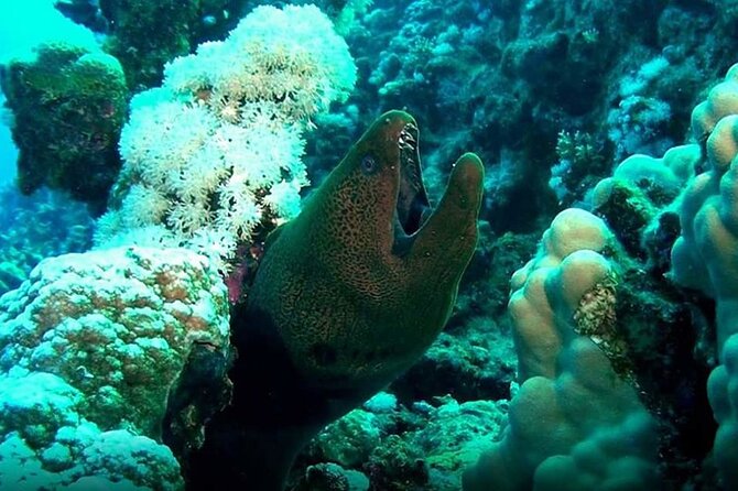 Diving Tour at Ras Mohammed by Boat - Tour Highlights