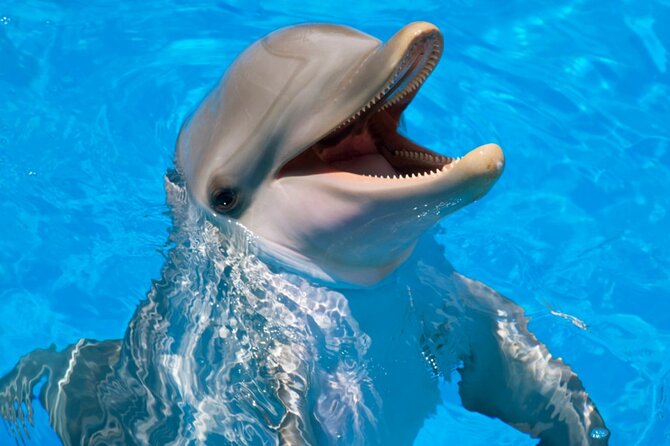 Dolphin Photosession From Hurghada - Inclusions in the Package