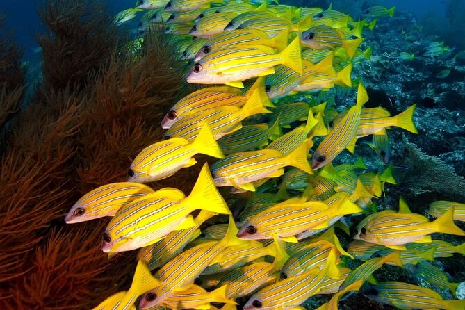 Dolphin Tour; Blue Lagoon Snorkeling; Starfish Adventure; The Rock; Kuza Cave - Seaside Relaxation at Starfish Beach
