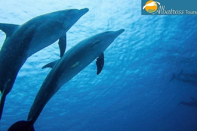 Dolphin Tour - Kizimkazi - Private Tour Details