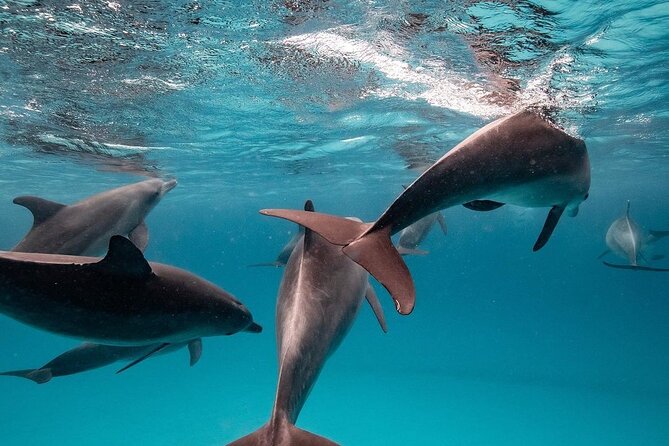Dolphin Tour, Kuza Cave Tour,The Rock Restaurant, Stone Town Tour, Secret Garden - Booking Information
