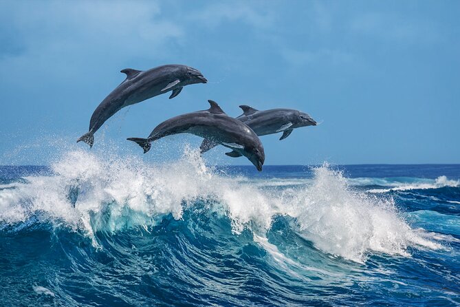 Dolphin Watching Boat Tour From Kalpitiya - Frequently Asked Questions