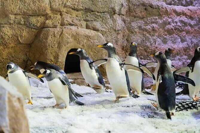 Dubai Aquarium and Underwater Zoo Admission Ticket - Experience Highlights