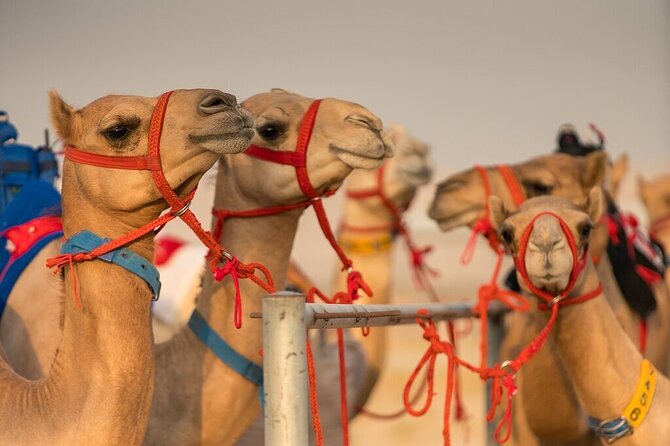 Dubai Camel Race With a Camel Ride - Expectations and Accessibility