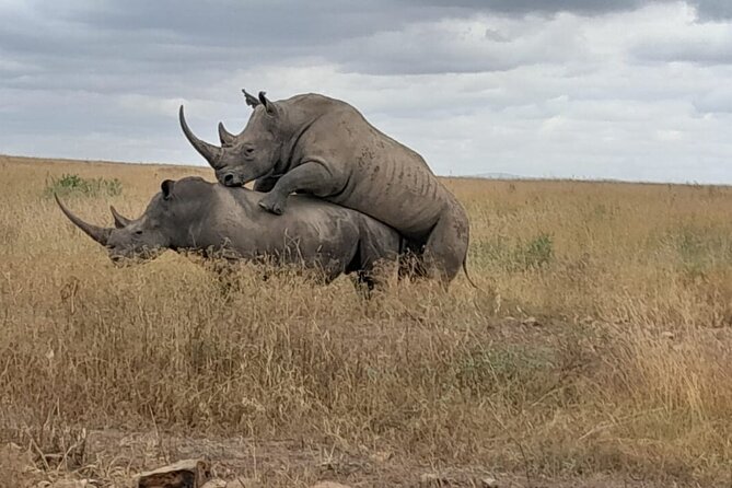 Early Morning/Afternoon Game Drive Nairobi Park-Without Park Fee - Key Directions for Visitors