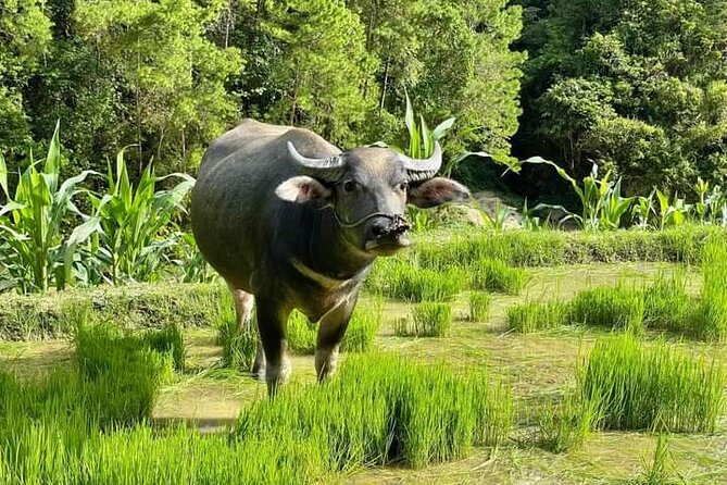 Easy Rider- Motorbike Tour- Exploring Dalat Countryside Day Tour - Price and Booking