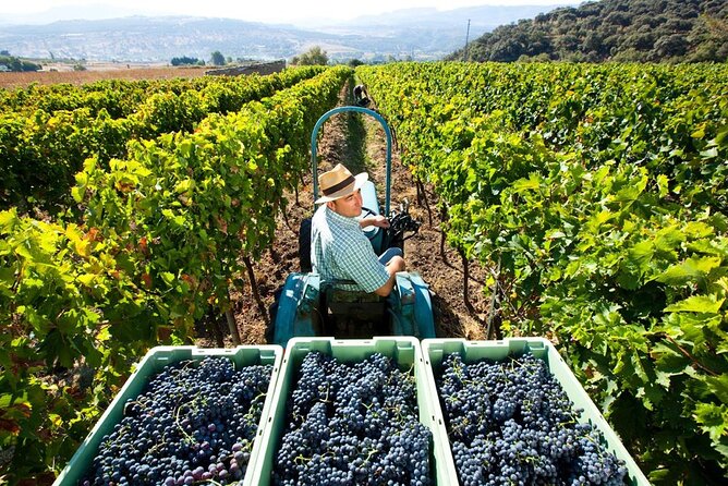 Ecological Tour of the Winery in Ronda With Tasting - Pricing and Reservations