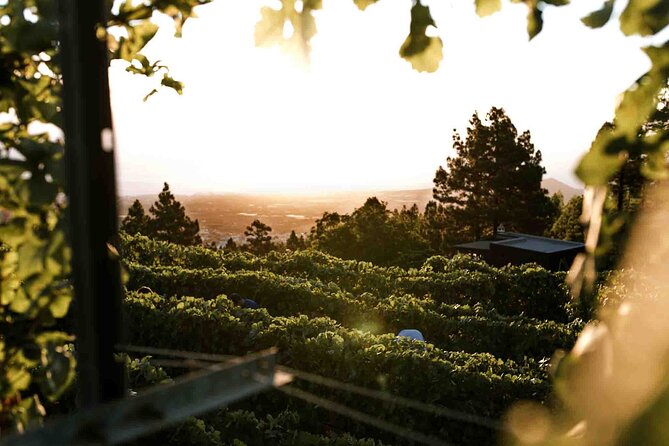 Ecological Vineyard Tour With Wine Tasting - Pricing and Reservations