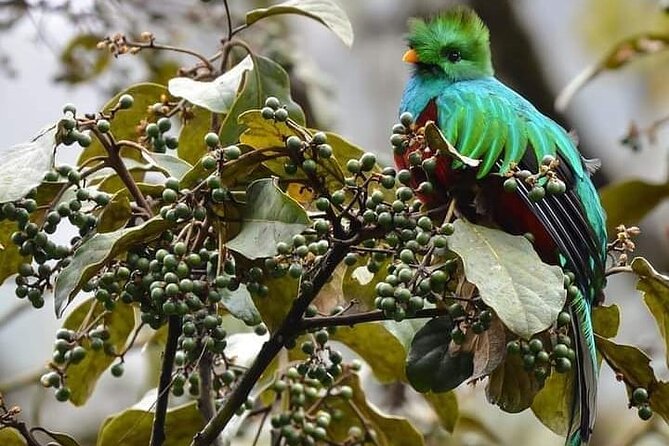 El Quetzal Birdwatching Tour From Cobán - Guatemala´S National Bird - The Sum Up