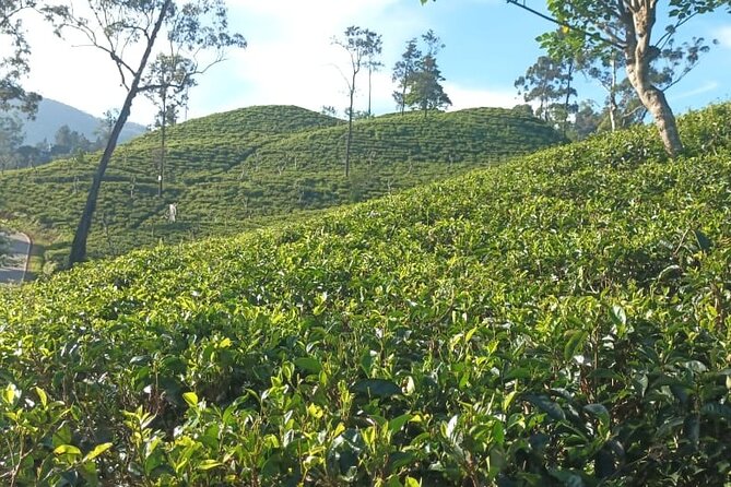 Ella Private Day Tour From Ahungalla Kosgoda Balapitiya Hotel - Frequently Asked Questions