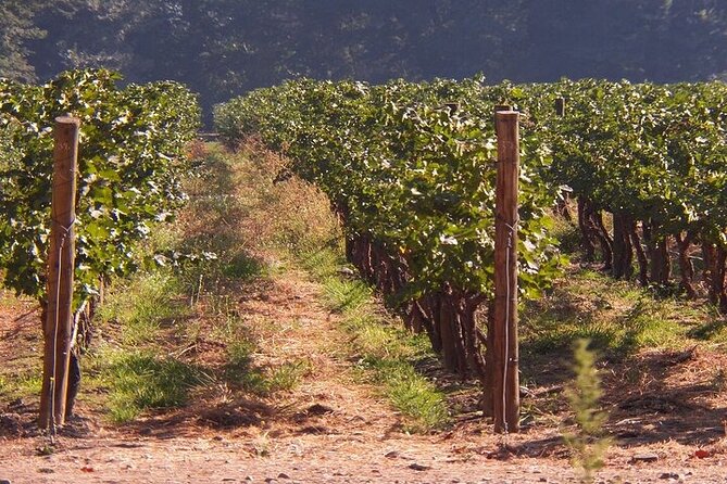 Escape to the Maipo Valley Wine Tour From Santiago - Tour Operator