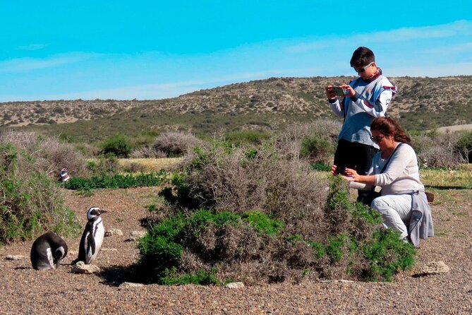 Estancia San Lorenzo: Home of the Largest Penguin Colony