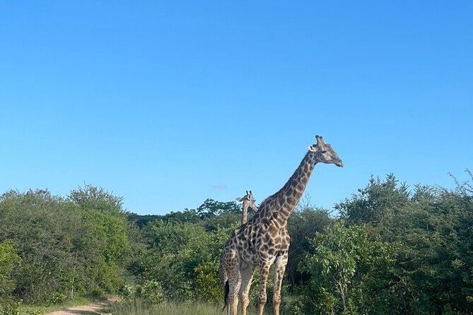 Evening Game Drive With Bush Dinner - Start Time and Maximum Travelers
