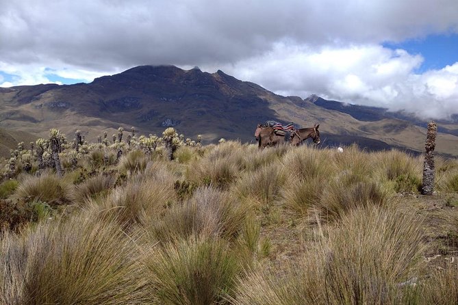 Expedition to the Nevado Del Tolima 3 Days 2 Nights - Health and Safety Guidelines
