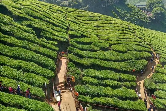 Experience Cameron Highland Sharing Tour - Additional Info