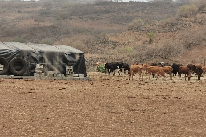 Experience Jabali (Mountain Locals) Lifestyle With Authentic Dinner. Full Day. - Booking and Availability