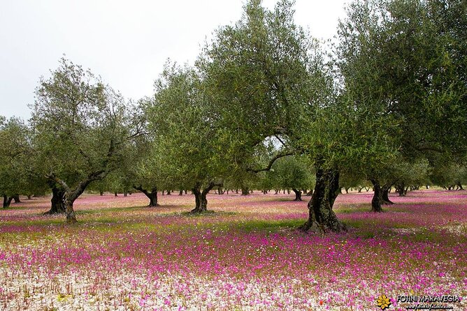 Experience Kefalonite Culture in Greece With Wine Tasting Tour - Contact Details