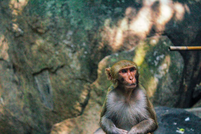 Explore Monkey Kingdom From Polonnaruwa - Booking Information