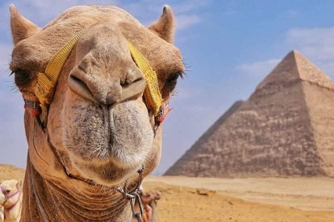 Explore the Pyramids Riding a Camel or Horse - Camel Vs. Horse Ride