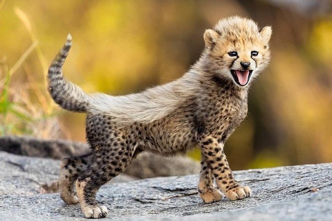 Explore the Wonders of Amboseli: 3-Day Safari Tour From Nairobi - Local Flight Transfers