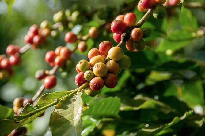 Express Coffee Tour Near Medellin