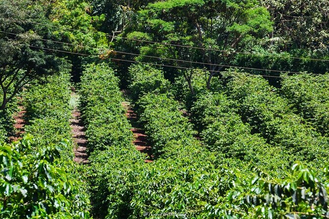 Fairview Estate Coffee Farm Tour With Pick up - The Sum Up