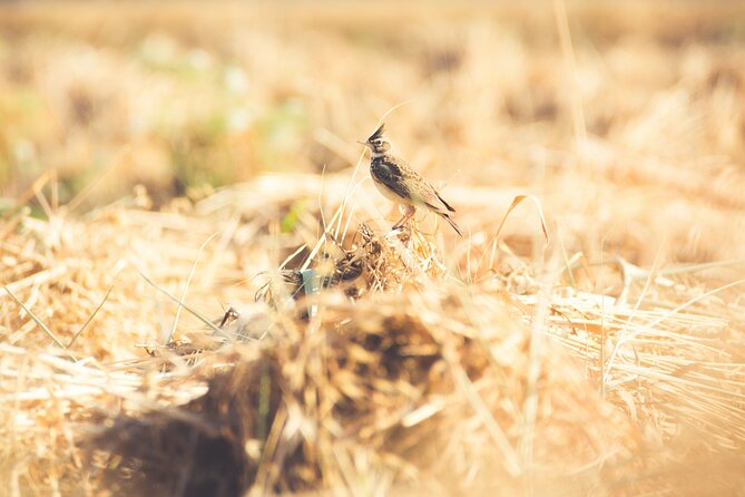 Fayoum Full Day Tour Bird Watching - Tour Highlights