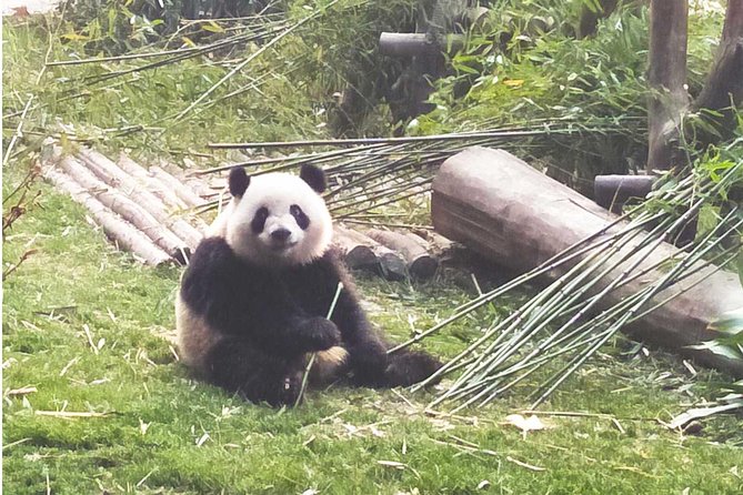 Flexible Chengdu Panda Base Day Tour With Private Guide and Transportation - Flexibility and Options