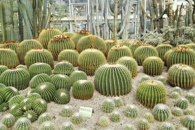 Flexible Xiamen Private Half Day Tour to Experience Xiamen Botanical Garden - Tour The Sum Up